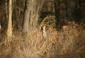 Images Dated 1st September 2004: Roe Deer