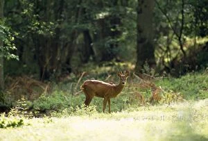 Images Dated 8th February 2008: Roe Deer