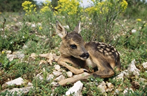 Images Dated 23rd August 2005: Roe Deer