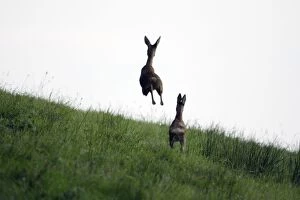 Images Dated 27th August 2007: Roe Deer - 2 animals in flight from danger, Lower Saxony, Germany