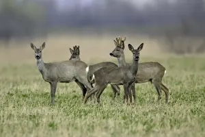 Does Prints: Roe Deer- 2 bucks and 2 does, alert, Neusiedler See NP, Austria