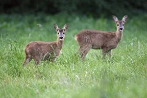 Roe Deer - 2 fawns on meadow, alert
