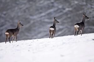Images Dated 9th January 2009: Roe Deer - 3 on snow covered field, winter's evening