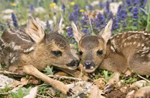 Roe Deer