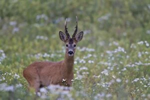 Roe Deer adult buck in summer