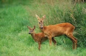 Roe DEER - adult and fawn