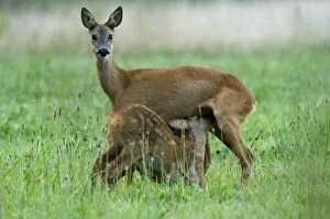 Roe deer - adult female suckling juvenile