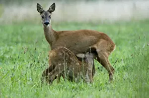 Does Prints: Roe deer Adult female suckling juvenile