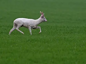 Albinos Prints: Roe Deer - albino running in grass - Germany