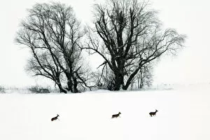 Roe Deer - three animals in flight in snow wilderness passing Willow Tree
