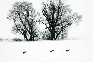 Deer Prints: Roe Deer - three animals in flight in snow wilderness passing Willow Tree - Harz mountains - Lower Saxony - Germany