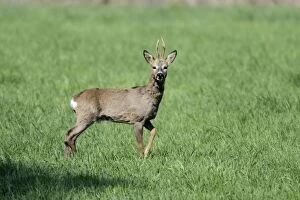 Images Dated 28th April 2010: Roe Deer - buck alert on meadow