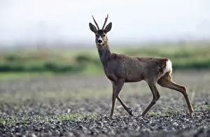 Roe Deer - Buck alert on winter corn