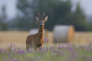 Toed Gallery: Roe Deer - buck in august - Germany