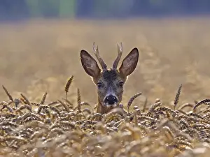 Stags Prints: Roe Deer - buck in corn field - Germany