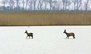 Roe Deer - buck and doe wading through lake