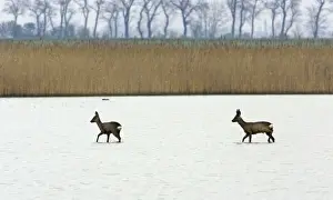 Does Prints: Roe Deer- buck and doe wading through lake, Neusiedler See NP, Austria