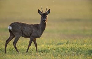 Images Dated 23rd August 2005: Roe Deer - buck in evening light