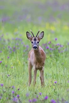 Images Dated 10th August 2014: Roe Deer buck in a flowering meadow