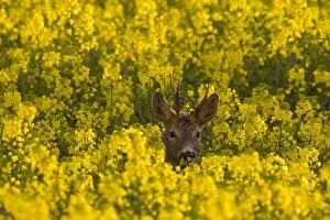 Images Dated 3rd May 2016: Roe Deer buck in flowering rape field Germany