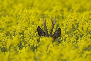 Roe Deer buck in flowering rape field Germany