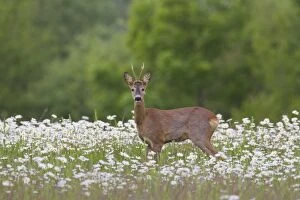 Roe Deer buck in flowers