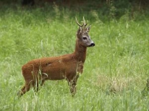 Images Dated 4th August 2008: roe deer - buck. Germany
