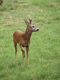 Images Dated 24th November 2009: Roe Deer - buck - Germany