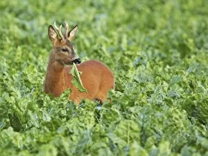 Images Dated 28th July 2009: roe deer buck, Germany