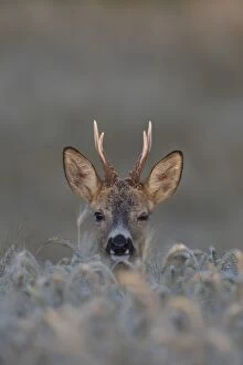 Roe Deer - buck in grainfield - Sweden