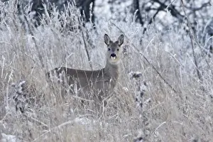 Roe Deer - buck in grass wilderness, showing growth of new horns, Lower Saxony, Germany