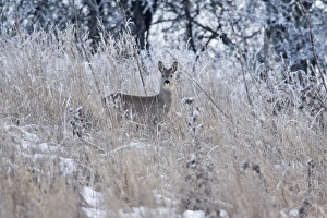 Roe Deer - buck in grass wilderness, showing growth of new horns Roe Deer - buck in grass wilderness, showing growth of new horns