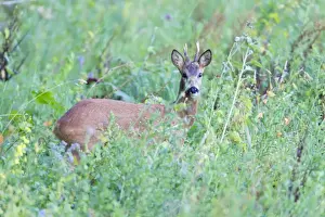 Hidden Prints: Roe Deer Buck - amongst high vegetation on planted up fallow land - Lower Saxony - Germany