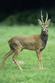 Roe Deer - buck looking alert Hessen, Germany