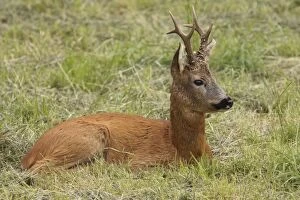Images Dated 3rd August 2009: Roe Deer - buck lying down - Germany
