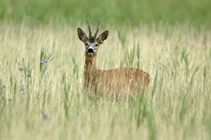 Roe Deer - Buck in marshland
