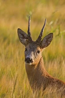 New images january/roe deer buck portrait