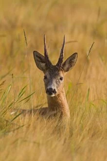Roe Deer buck portrait