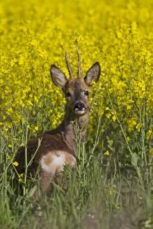 Roe Deer buck in rape field