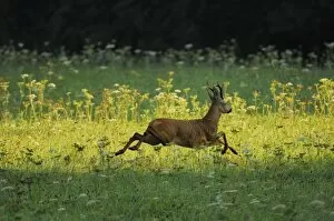Roe Deer - buck running in meadow