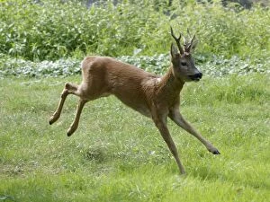 Roe Deer - buck running in meadow - summer