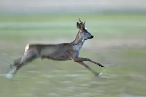 Roe Deer- buck running through water meadow, Neusiedler See NP, Austria