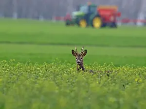 Tractors Prints: Roe Deer - buck at spring time - Austria