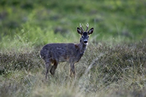Images Dated 1st June 2006: Roe Deer-buck sticking its tongue out, Northumberland UK
