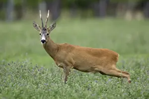Roe Deer - Buck stretching hind legs Neusiedler See, Austria