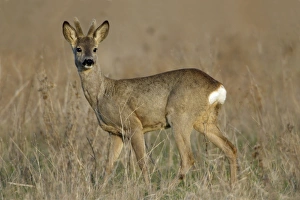 Roe Deer - buck with velvet on horns, alert