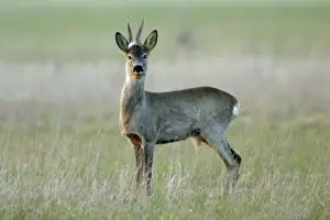 Roe Deer- buck with white tuft on head, alert, Neusiedler See NP, Austria