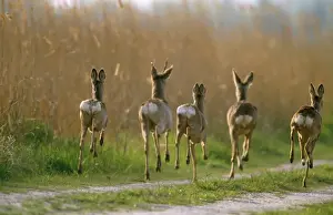 Does Prints: Roe Deer - bucks & does in flight of danger