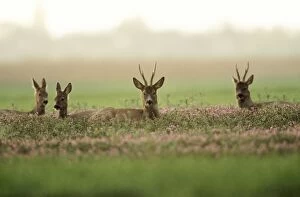 Images Dated 23rd August 2005: Roe Deer - Bucks & Does resting in Lavender crop