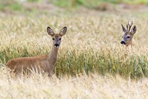 Roe Deer - capital buck escorting doe - standing